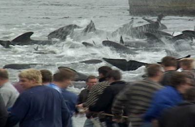http://www-tc.pbs.org/frontlineworld/stories/faroe605/images/whaling_lrg.jpg