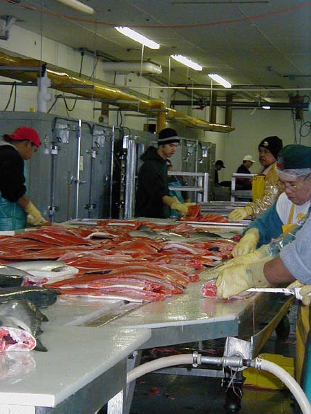 canneryfilletjo.jpg