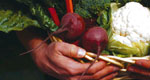 Victory Garden