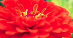 Victory Garden