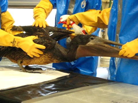 Brown pelican being cleaned in Louisiana; Photo by Lorna Baldwin