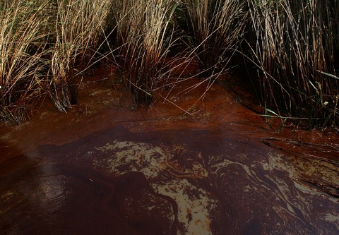 oil in marsh 