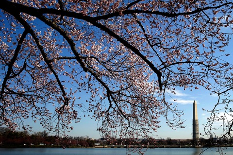 Cherry blossoms; photo by Win McNamee/Getty Images