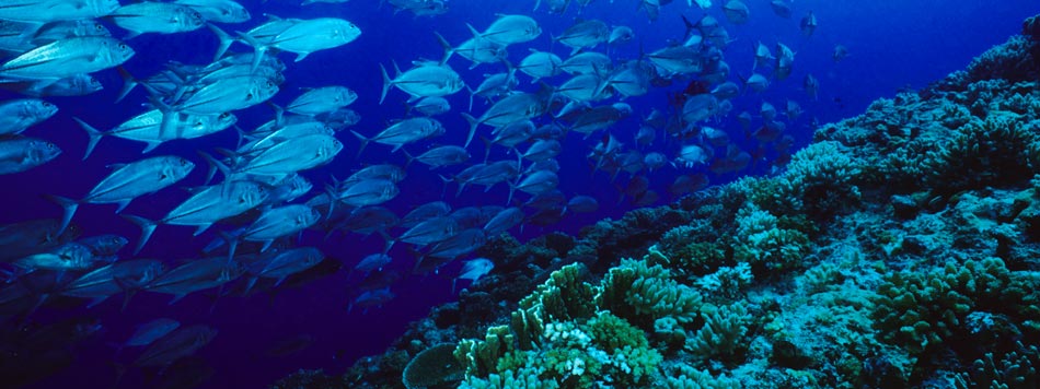 PBS Under the Sea