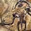 Microraptor's World