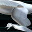 Wind Tunnel Test