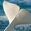 Video: Beluga Autopsy
