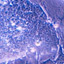 Stem Cells Breakthrough	