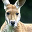 Evolution Down Under