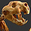 Anatomy of Thylacoleo