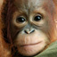 Photos: Endangered Animals in the World’s Forests
