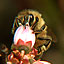 How You Can Help the Bees