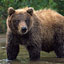 Delisting the Grizzly