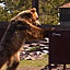 What to Do If You Encounter a Bear