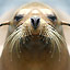 Smart Sea Lions and Walruses