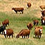 "Green" Beef Catches On
