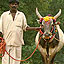 Hinduism's Sacred Animal