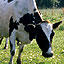 Interview: John Webster, Cattle Expert