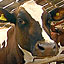 Mad Cow Disease