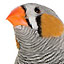 Bird Brains