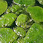 Algae Fuel