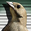 Gangster Birds