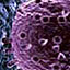 The Evolution of a Virus