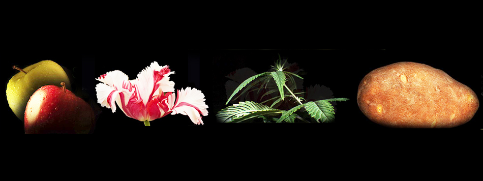Botany of Desire