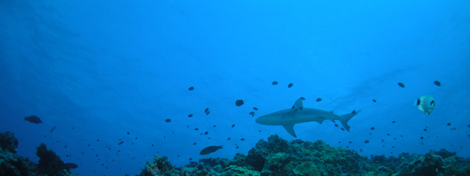Ocean Adventures