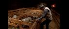 POV | Sweetgrass | Feeding An Orphan Lamb | PBS