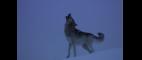Nature | In the Valley of Wolves - Preview | PBS