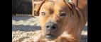 Need To Know | The Dogs Are Alright | PBS