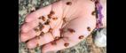 PBS NewsHour | Colorado Kids Act as Citizen Scientists in National Lady Bug Hunt | PBS