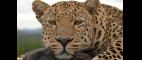 Nature | Revealing the Leopard | Preview | PBS