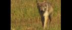PBS NewsHour | Cowboys vs. Gray Wolves: Predator Once Again Prey | PBS