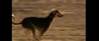 Nature | Speedy Saluki | PBS