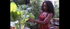 PBS NewsHour | Urban Gardens Create Healthy Food Options | PBS