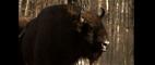Nature | Bison Take on the Wolves | PBS