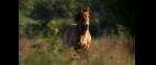Nature | A Place for Wild Horses | PBS