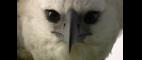Nature | Jungle Eagle - Preview | PBS