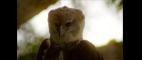 Nature | Jungle Eagle | PBS