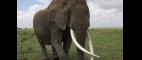 Nature | Echo: An Elephant to Remember - Preview | PBS