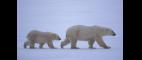 Nature | Arctic Bears - Preview | PBS