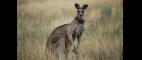 Nature | Kangaroo Mob - Preview | PBS