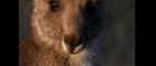 Nature | Filming Urban Roos | PBS