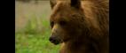 Nature | Fortress of the Bears | PBS