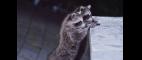 Nature | Raccoon Nation - Preview | PBS