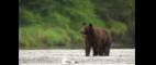 Nature | Filming with Bears | PBS