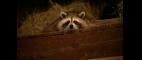 Nature | Raccoon Nation | PBS