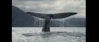 Nature | Ocean Giants - Preview | PBS